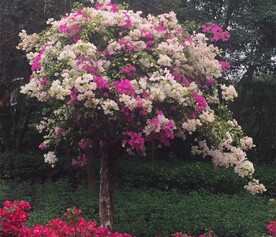 深圳莲花山公园里盛开的鲜花