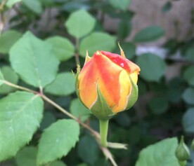 绚烂花朵黄玫瑰