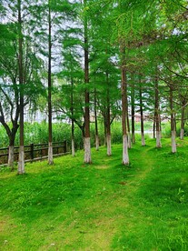 城市森林