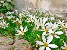 风雨兰