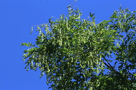   槐树豆  
