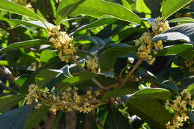桂花