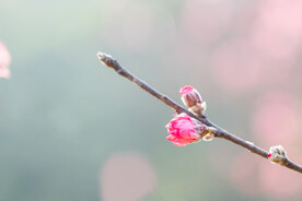 粉色花蕾