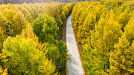 森林道路