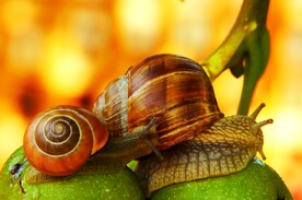 蜗牛