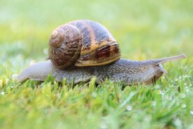 蜗牛
