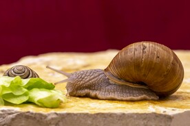 蜗牛