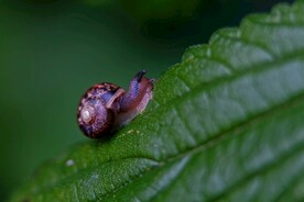 蜗牛