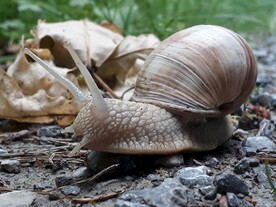 蜗牛