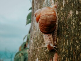 蜗牛