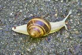 蜗牛
