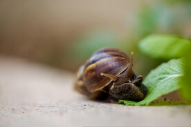 蜗牛