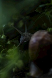 蜗牛