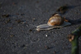蜗牛