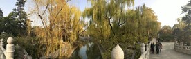 风景树木