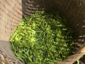 西湖龙井茶