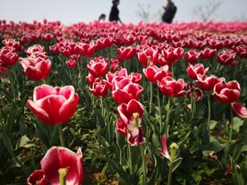 郁金香花