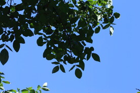 核桃树
