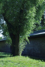 柳树 