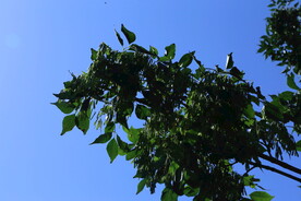 白蜡树
