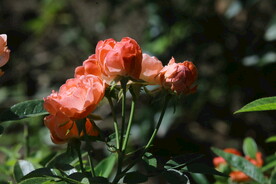 月季花