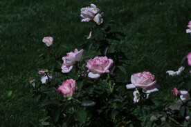 月季花