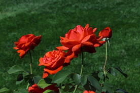 月季花
