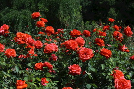 月季花