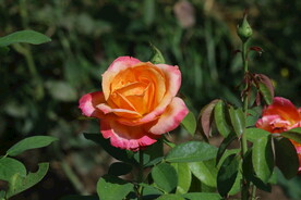 月季花
