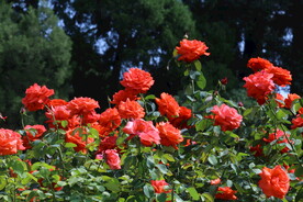 月季花