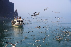 海鸟