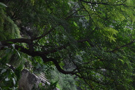 树枝树叶