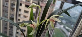 兰花