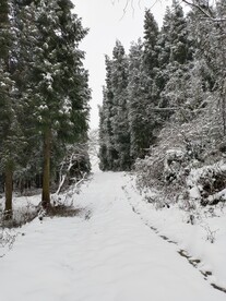 雪景1
