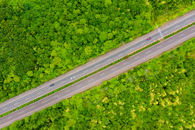 森林道路