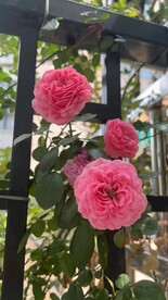 院角月季