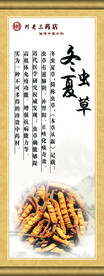 中草药  海报素材  中医文化