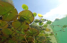 莲池