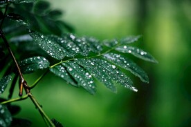 雨季