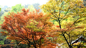 岳麓山秋天