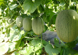 新鲜水果哈密瓜图片