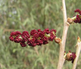 胡杨雄花
