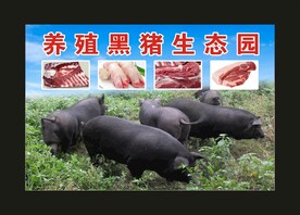 养殖黑猪 宣传海报