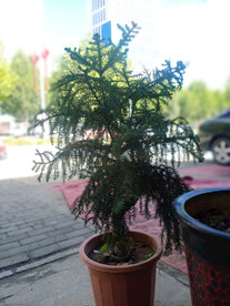 小松树