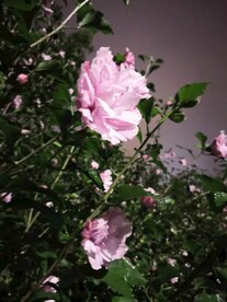 不知名的花