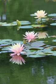 睡莲花  