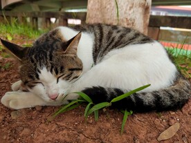 猫