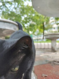 黑猫