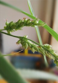 草籽