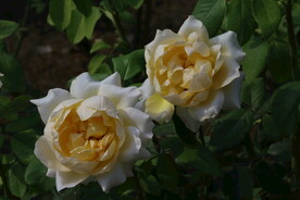 月季花 